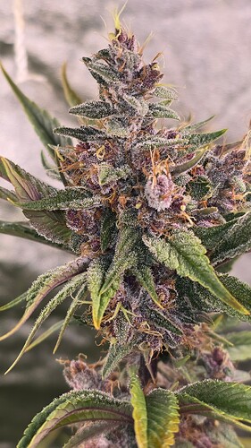 Growreport Bild 4