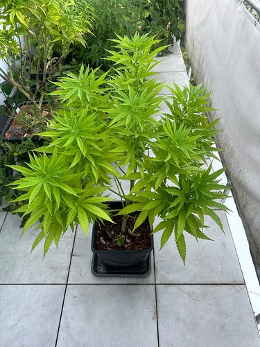 Growreport Bild 83