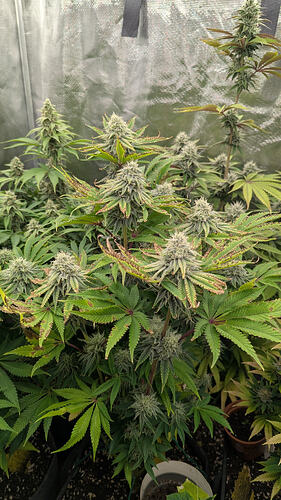 Mehrere blühende Cannabispflanzen mit dichten Blütenständen und einigen braunen Blattspitzen, die auf einen Nährstoffmangel hindeuten.