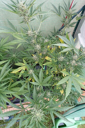 Growreport Bild 6