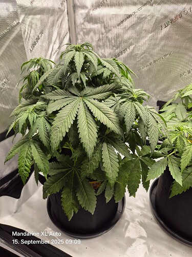 Growreport Bild 9