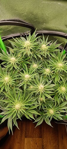 Growreport Bild 3