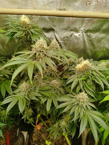 Growreport Bild 4