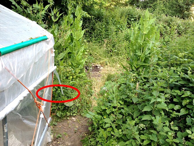 2022-06-16_048_NeuAcker02