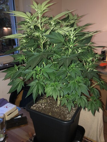 Growreport Bild 2