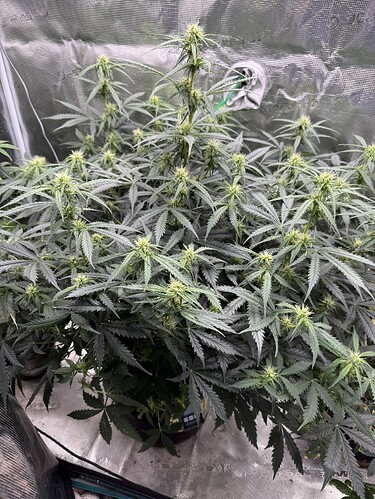 Growreport Bild 11