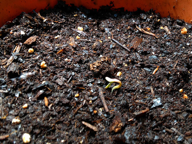 Grow26_0516_3
