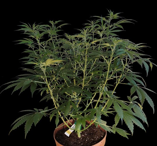 Growreport Bild 6