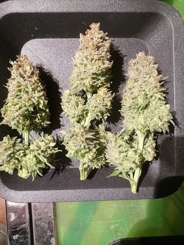 Growreport Bild 28