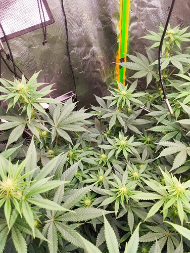 Growreport Bild 6