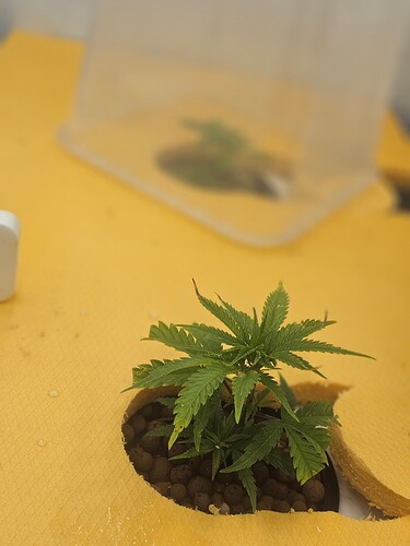 Growreport Bild 58
