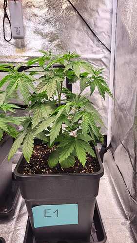 Growreport Bild 40