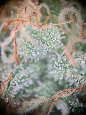Growreport Bild 4