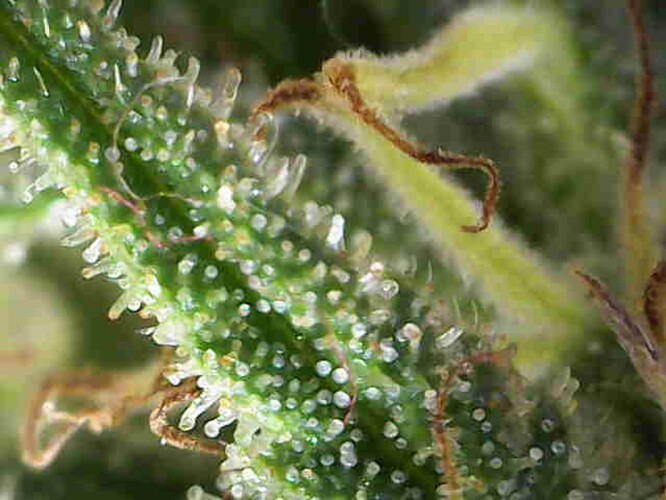 Growreport Bild 27