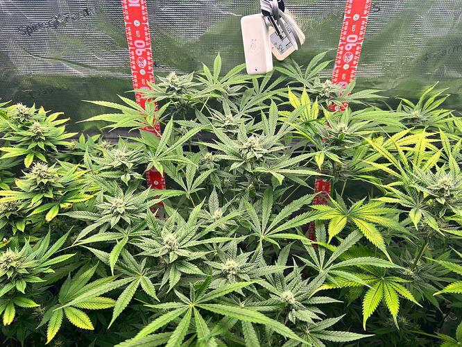 Drei Cannabis-Pflanzen in einem Growzelt in der Blütephase, mit Messbändern an den Stangen und einem Hygrometer.