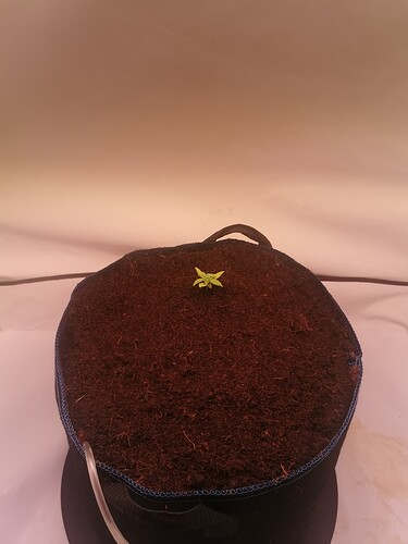 Growreport Bild 2