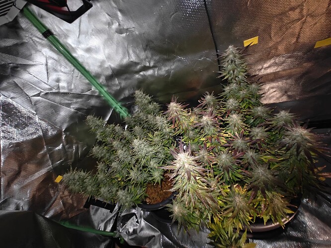 Growreport Bild 1