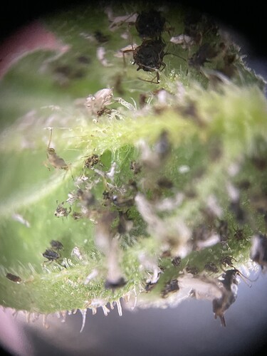 Growreport Bild 7