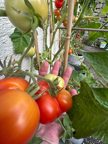 Growreport Bild 27