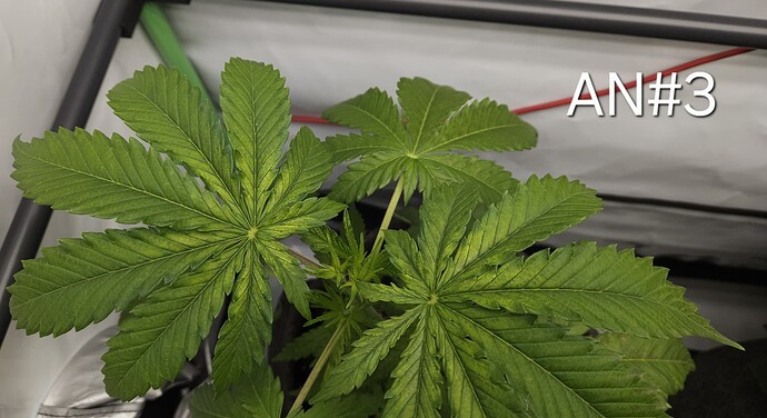 Growreport Bild 6