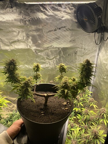Growreport Bild 42