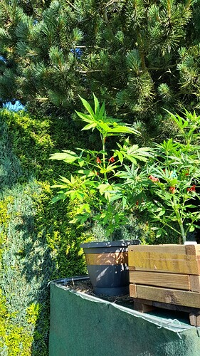 Growreport Bild 34