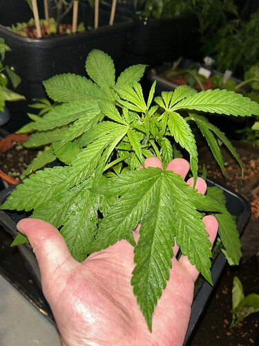Growreport Bild 34