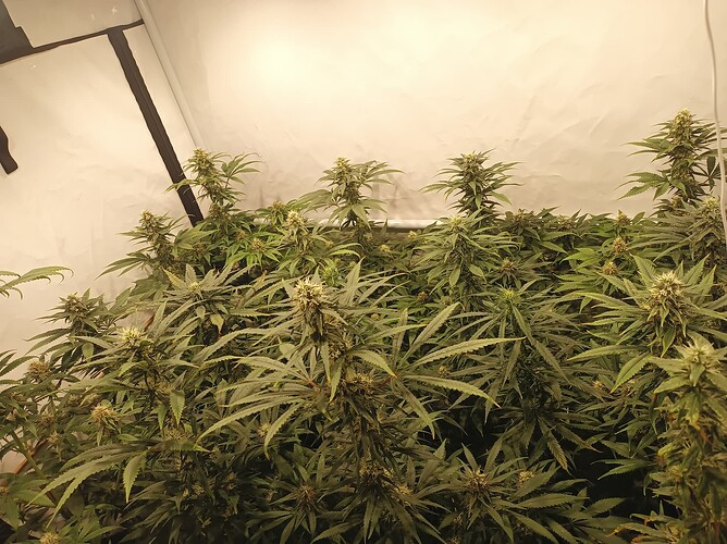 Growreport Bild 18