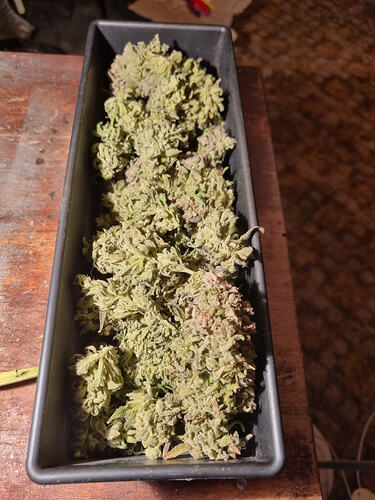 Ein rechteckiger schwarzer Behälter gefüllt mit getrockneten Cannabis-Buds.