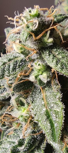 Growreport Bild 40