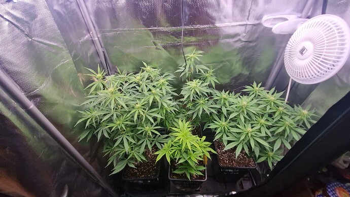 Growreport Bild 3