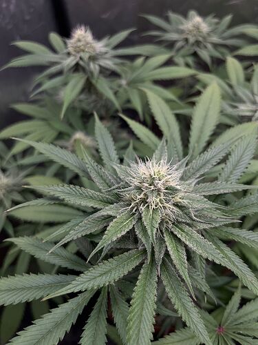 Growreport Bild 9