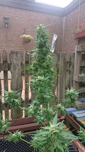 Growreport Bild 11