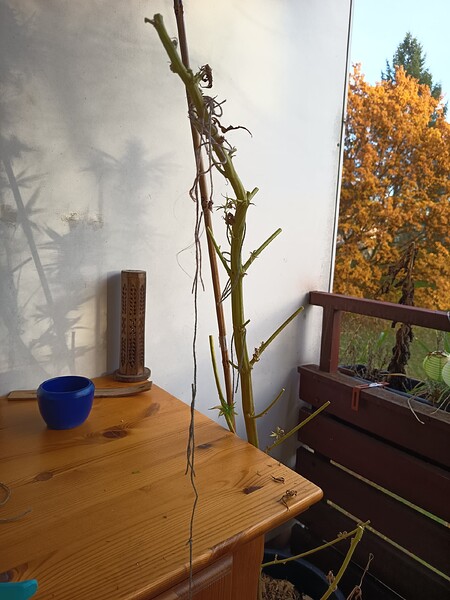 Vom Fenster zum Balkon - weeder ein Versuch 😉