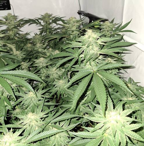 476437847_122166339170293599_301692666468534190_n