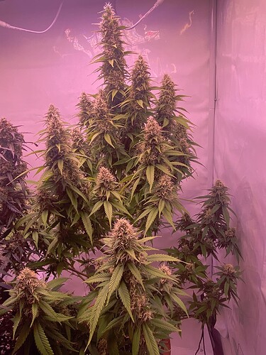 Growreport Bild 1
