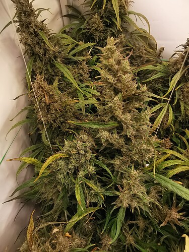 Growreport Bild 8