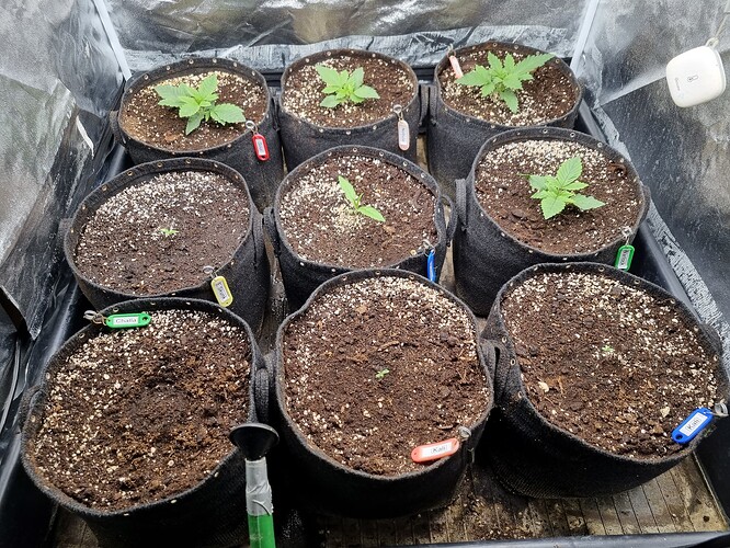 Neun junge Cannabispflanzen in Vlies-Töpfen, einige mit Namensschildern.