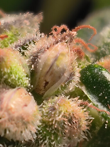 Growreport Bild 5