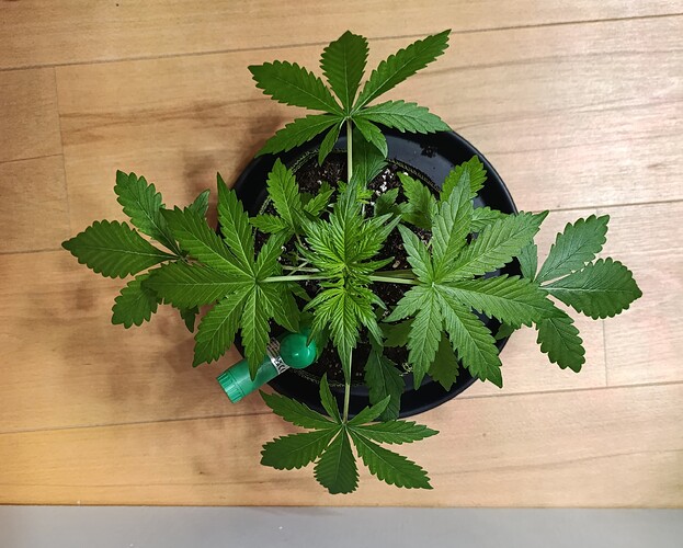 Growreport Bild 4