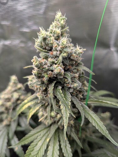 PXL_20250823_191441918