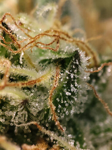 Growreport Bild 16