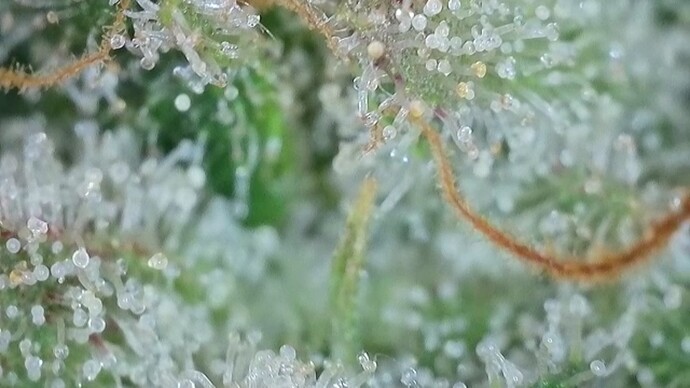 Growreport Bild 47