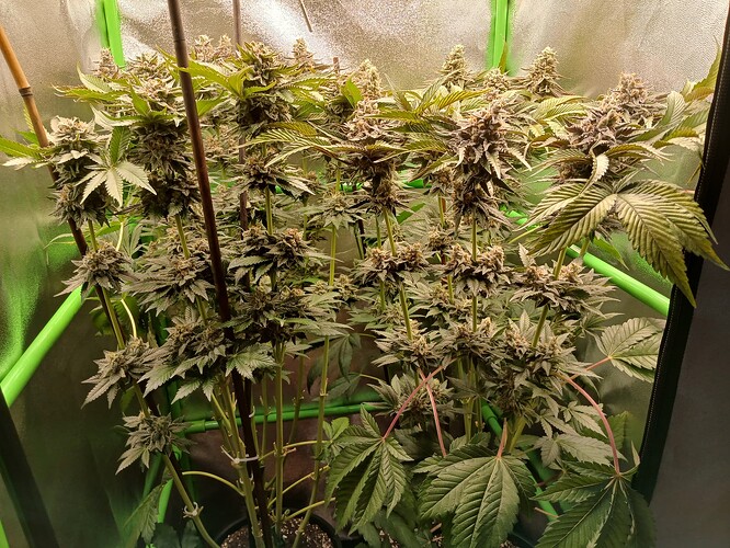Growreport Bild 23