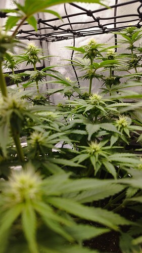 98958246-c0d5-48de-a16f-65e541cc36bc