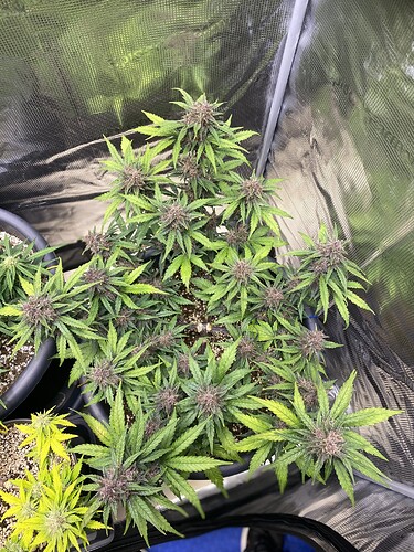 Growreport Bild 12