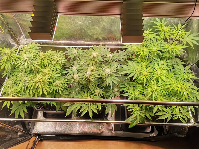 Mix grow BT32 (7)