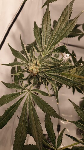 Growreport Bild 3
