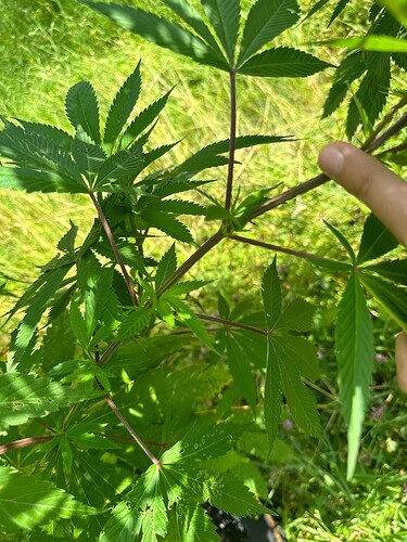 Growreport Bild 3