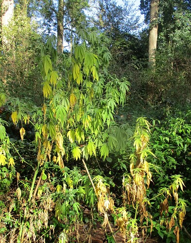 Indicas September2